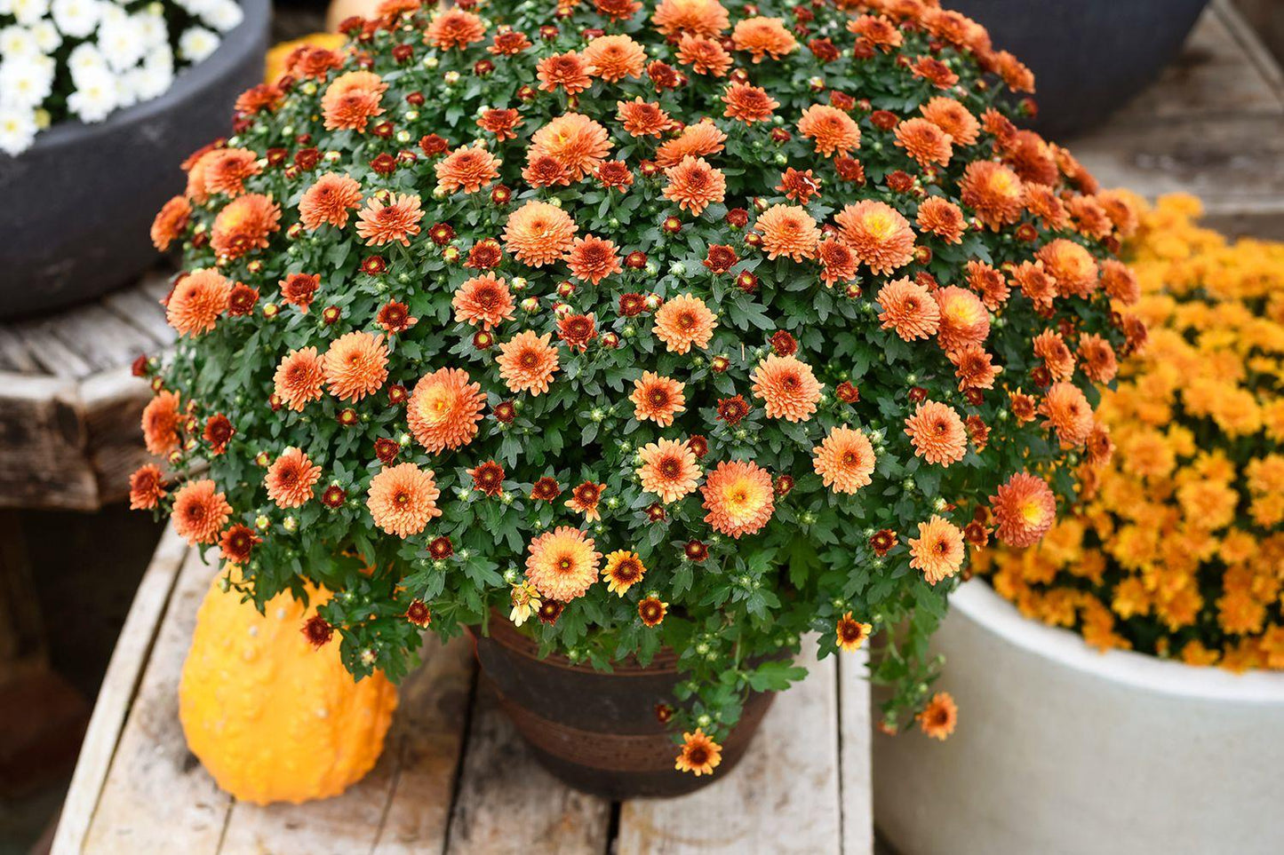 Mum, Orange Miranda Orange - View 12 from www redcrocus com