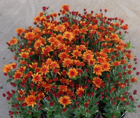 Mum, Orange Miranda Orange - View 2 from www redcrocus com