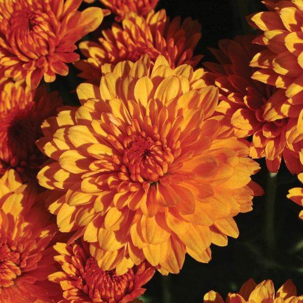 Mum, Orange Miranda Orange - View 3 from www redcrocus com