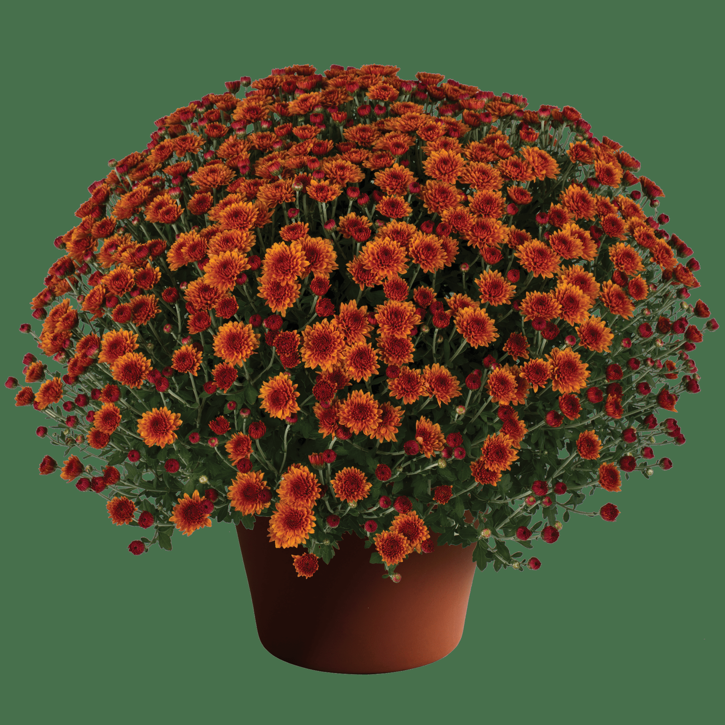 Mum, Orange Miranda Orange - View 4 from www redcrocus com