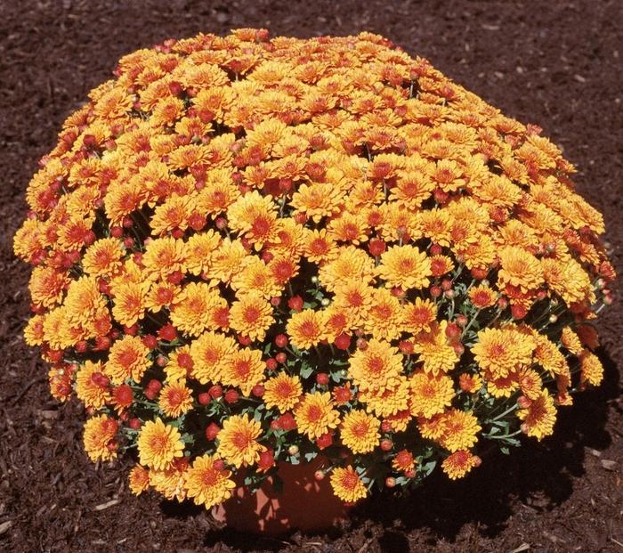 Mum, Orange Miranda Orange - View 5 from www redcrocus com