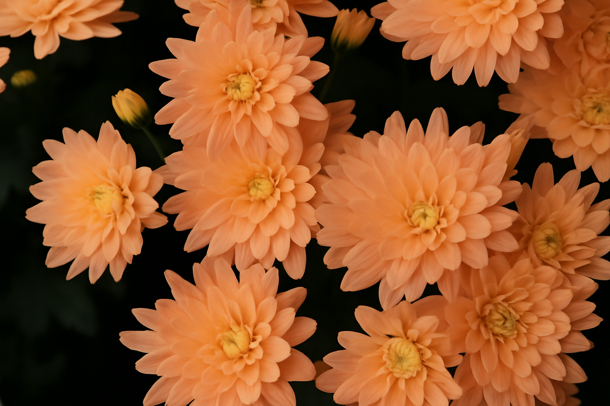 Mum, Orange Orange Zest - View 10 from www redcrocus com