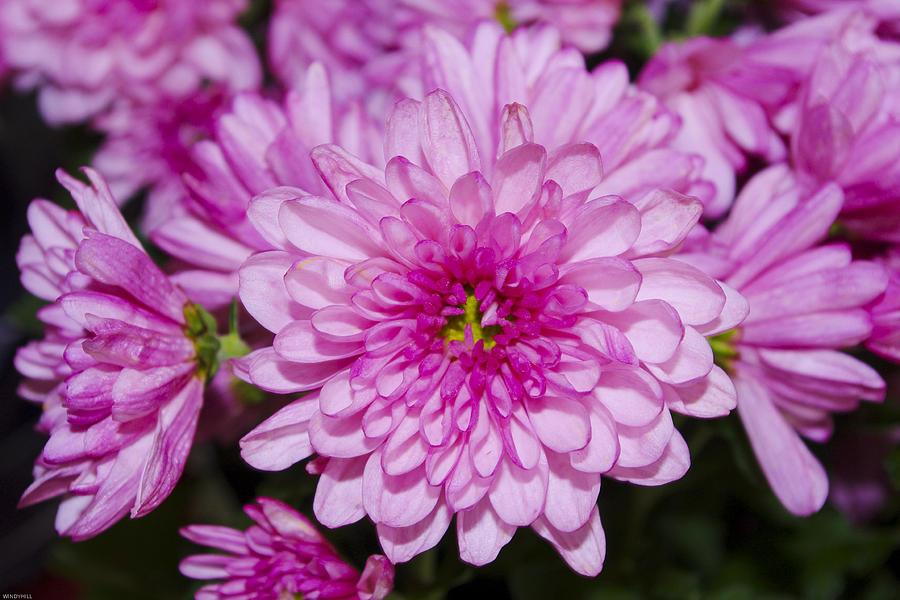 Mum Pink Pink Frenzy - View 16 from www redcrocus com