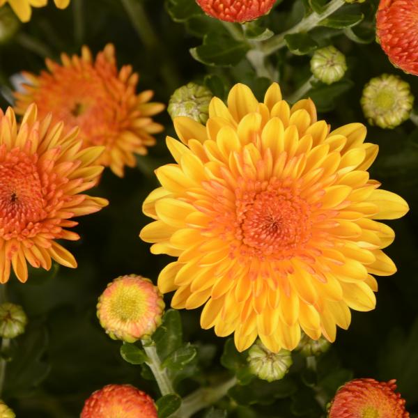 Mum, Mix, Cheryl Mix 'jolly Cheryl Red, Spicy Cheryl Orange, Sparkling Cheryl Yellow - View 10 from www redcrocus com