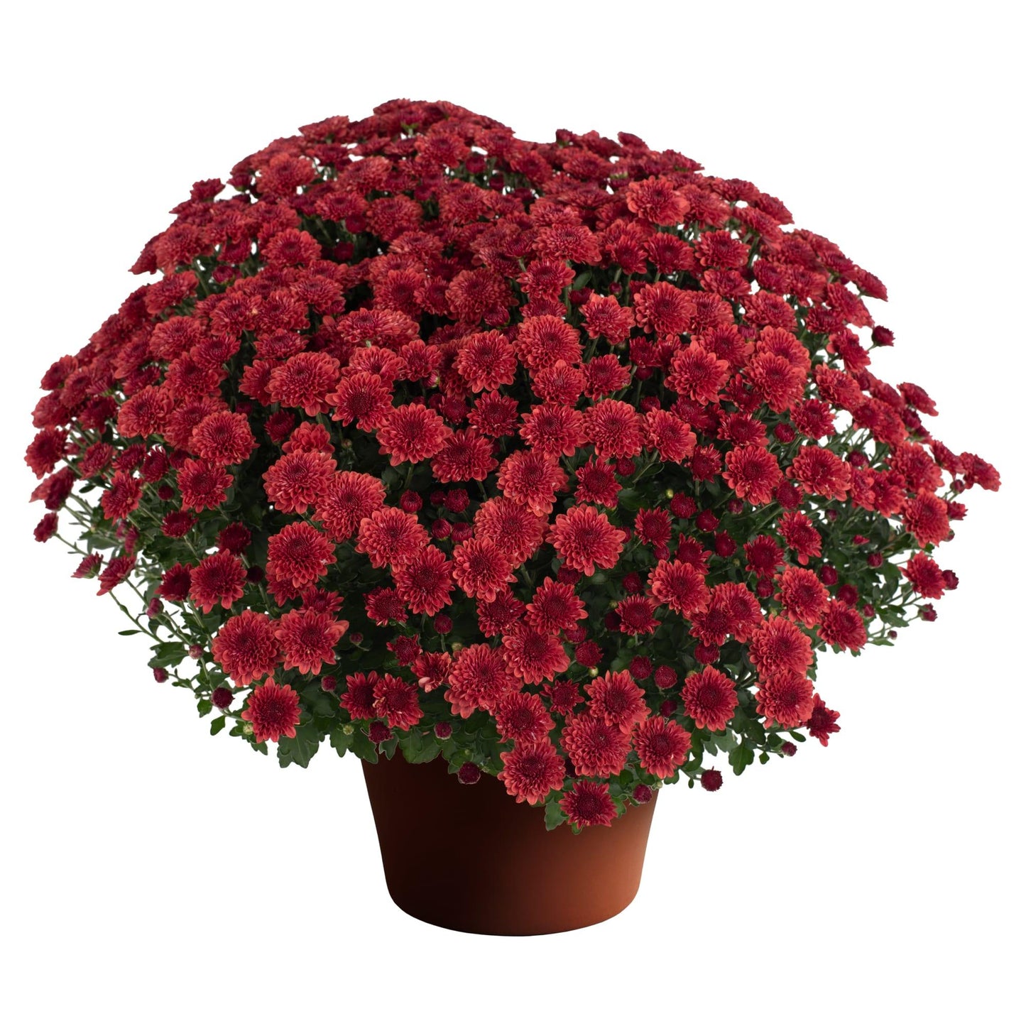 Mum, Mix, Cheryl Mix 'jolly Cheryl Red, Spicy Cheryl Orange, Sparkling Cheryl Yellow - View 11 from www redcrocus com