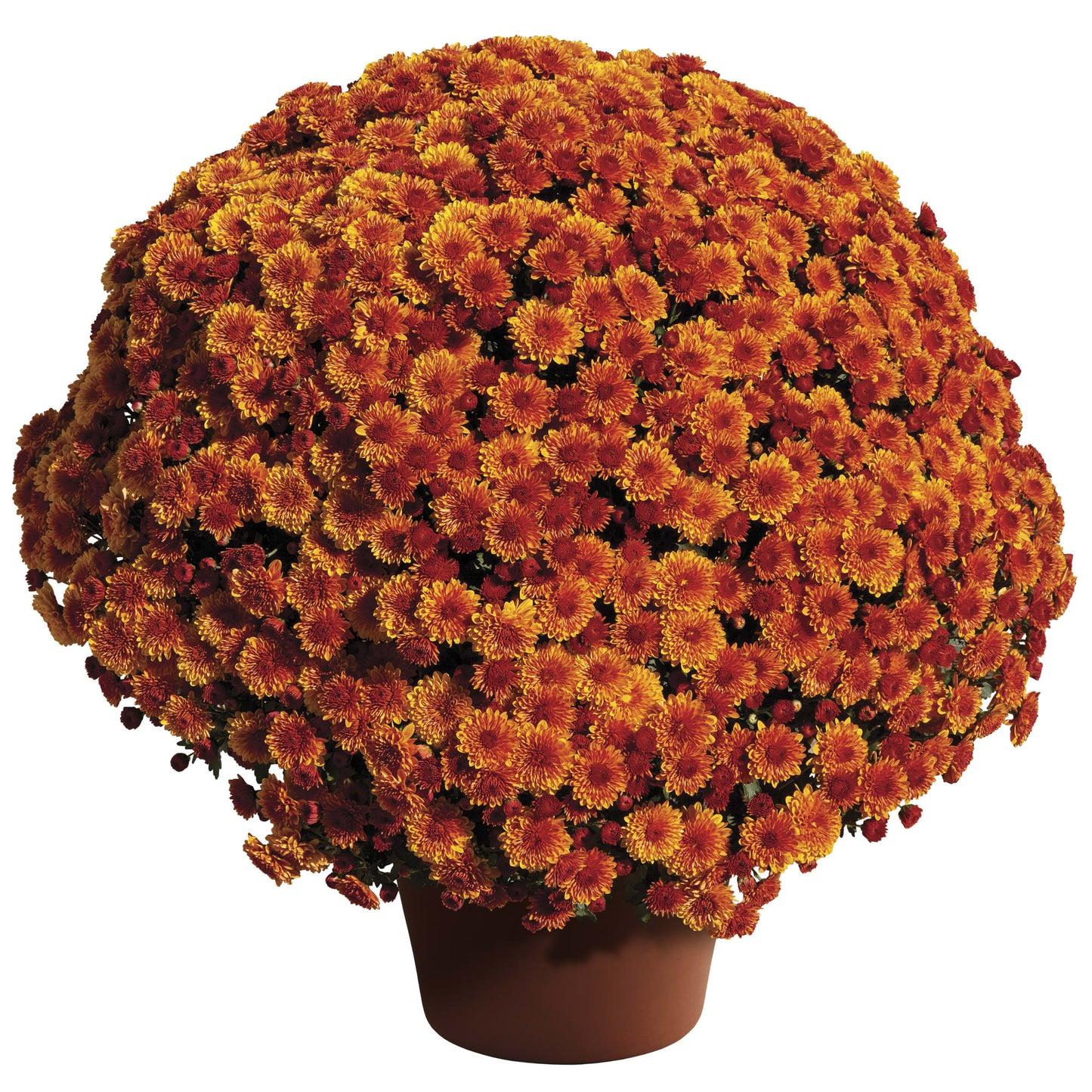 Mum, Mix, Cheryl Mix 'jolly Cheryl Red, Spicy Cheryl Orange, Sparkling Cheryl Yellow - View 1 from www redcrocus com