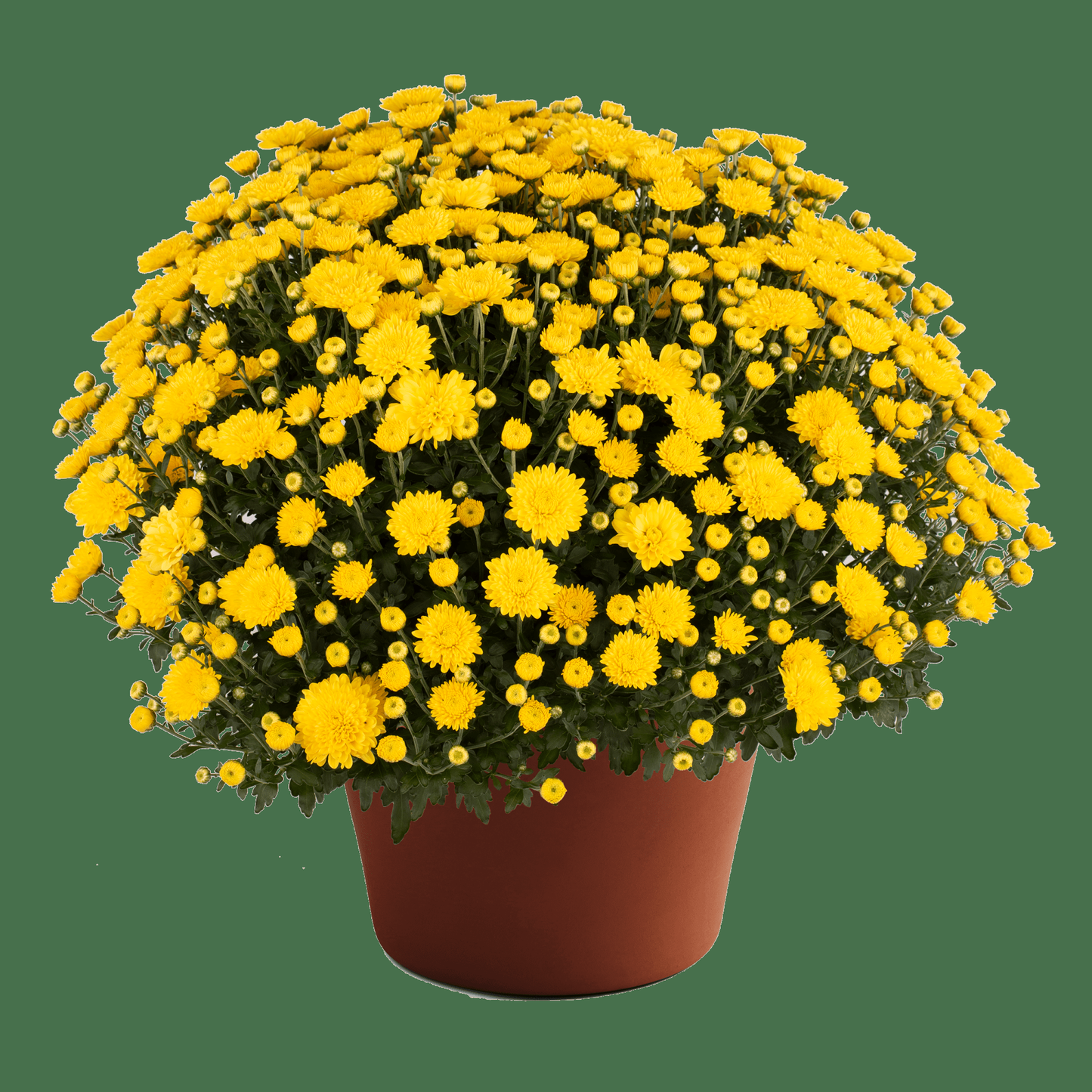 Mum, Mix, Cheryl Mix 'jolly Cheryl Red, Spicy Cheryl Orange, Sparkling Cheryl Yellow - View 2 from www redcrocus com