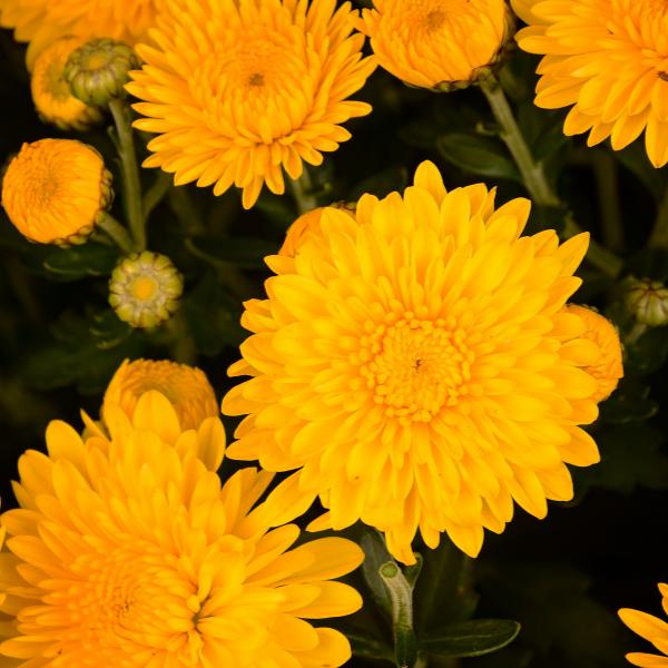 Mum, Mix, Cheryl Mix 'jolly Cheryl Red, Spicy Cheryl Orange, Sparkling Cheryl Yellow - View 3 from www redcrocus com