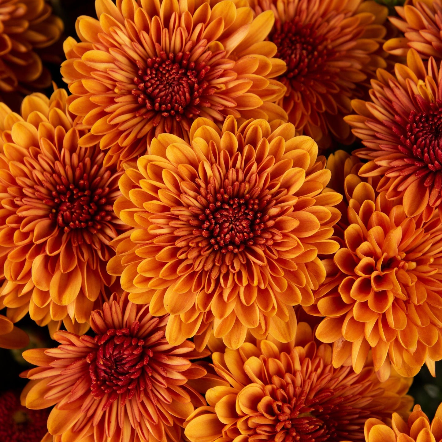 Mum, Mix, Cheryl Mix 'jolly Cheryl Red, Spicy Cheryl Orange, Sparkling Cheryl Yellow - View 4 from www redcrocus com