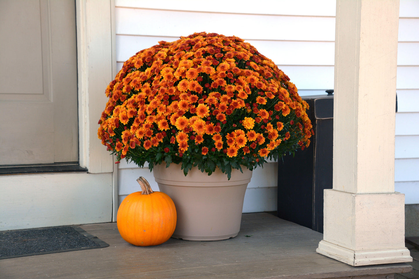 Mum, Mix, Cheryl Mix 'jolly Cheryl Red, Spicy Cheryl Orange, Sparkling Cheryl Yellow - View 6 from www redcrocus com