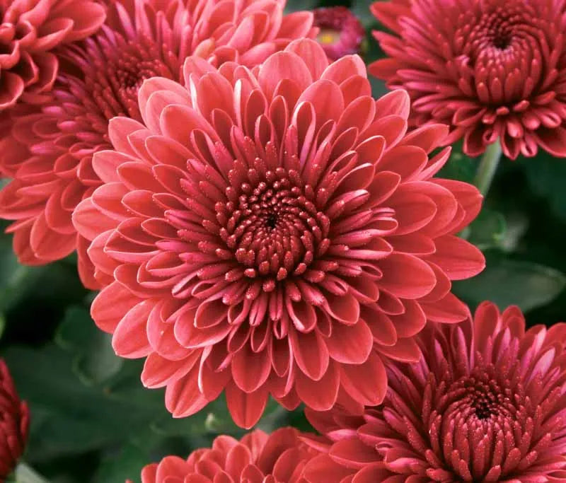 Mum, Mix, Cheryl Mix 'jolly Cheryl Red, Spicy Cheryl Orange, Sparkling Cheryl Yellow - View 8 from www redcrocus com
