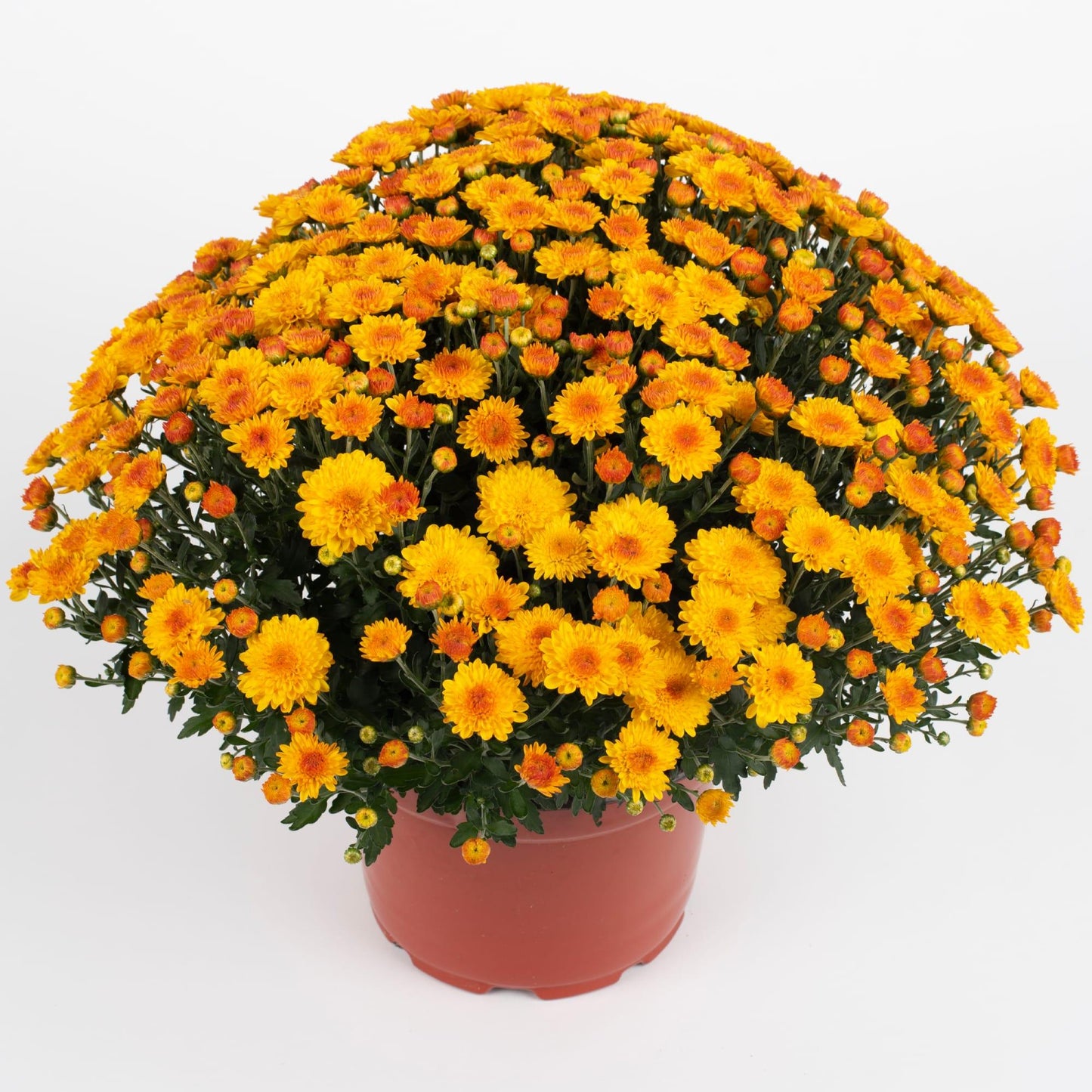 Mum, Mix, Cheryl Mix 'jolly Cheryl Red, Spicy Cheryl Orange, Sparkling Cheryl Yellow - View 9 from www redcrocus com