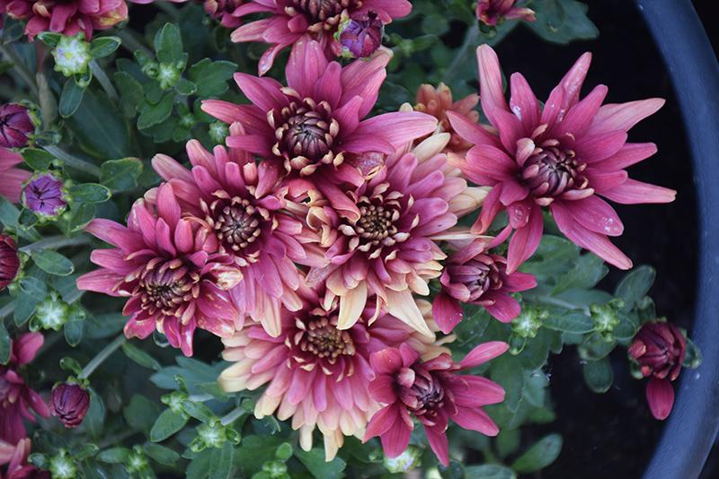 Mum Pink Fonti Pink - View 7 from www redcrocus com