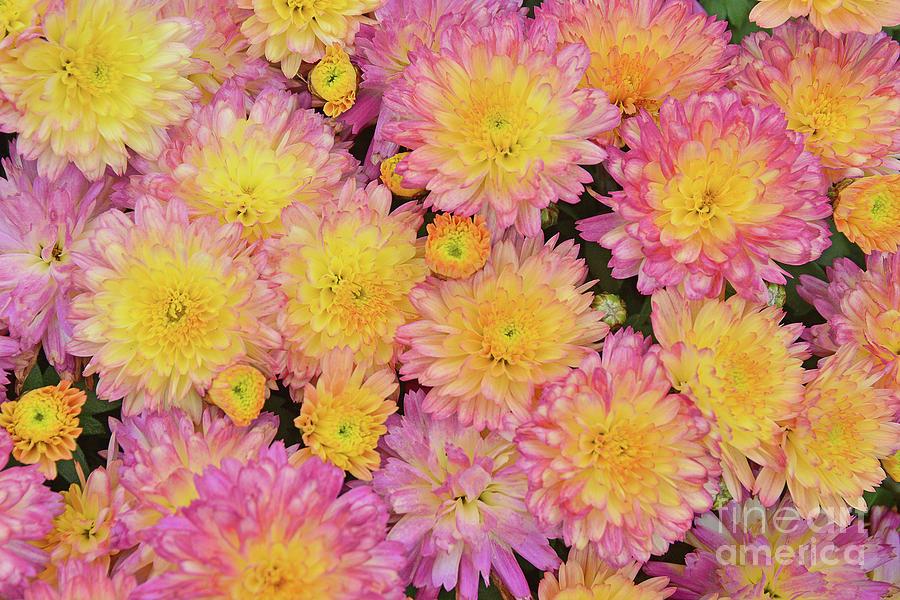 Mum Pink Fonti Pink - View 9 from www redcrocus com