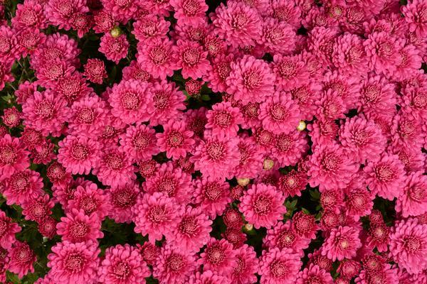 Mum Pink Fonti Dark Pink - View 13 from www redcrocus com