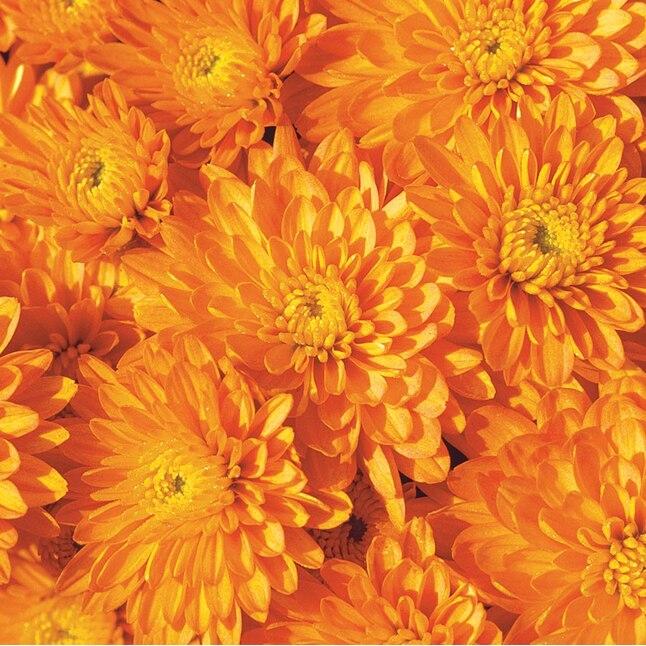 Mum Orange Fonti Orange - View 11 from www redcrocus com