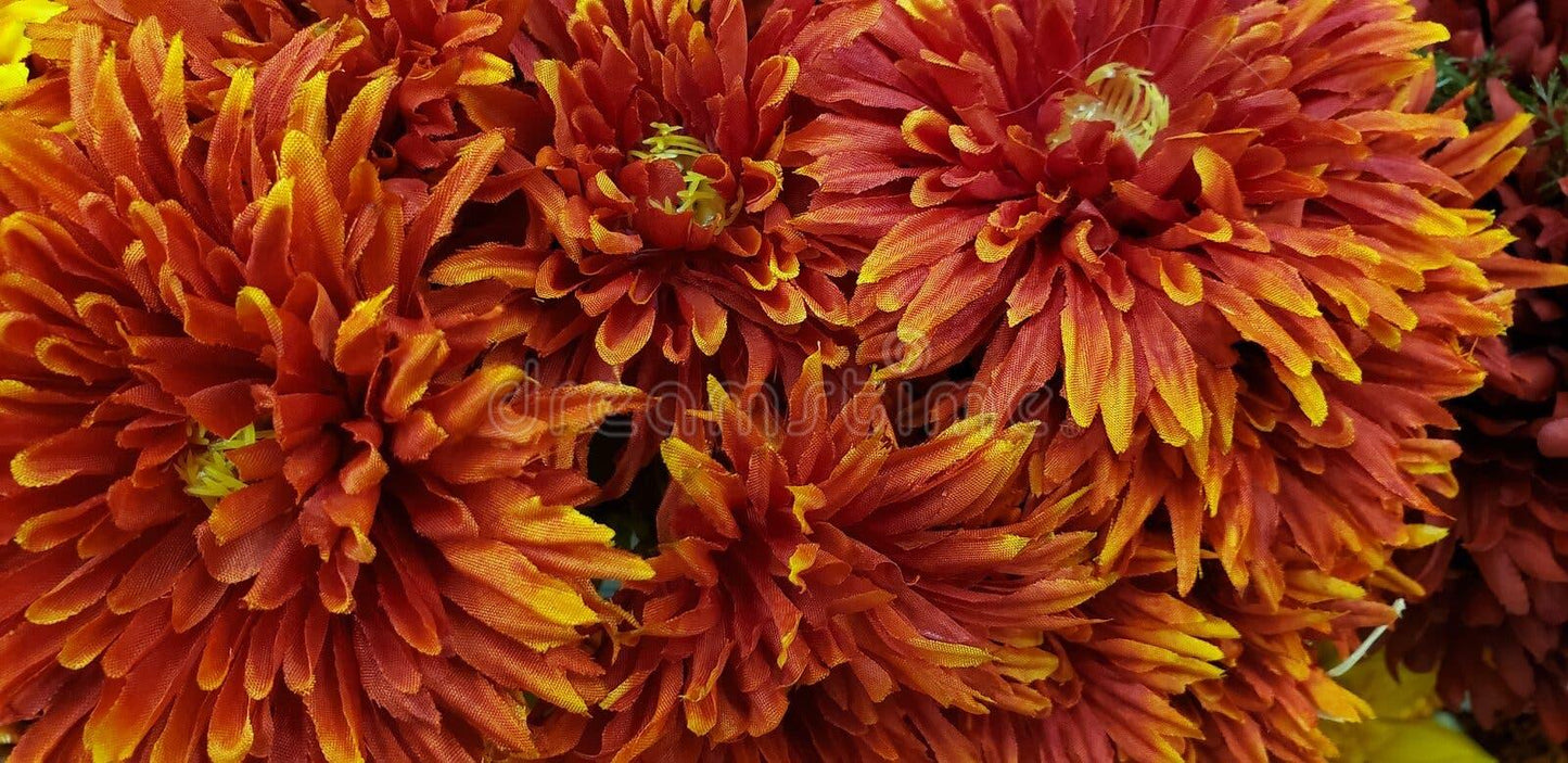 Mum Orange Fonti Orange - View 5 from www redcrocus com