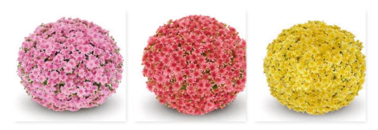 Mum Mix Fonti Mix Dark Pink White Yellow - View 4 from www redcrocus com