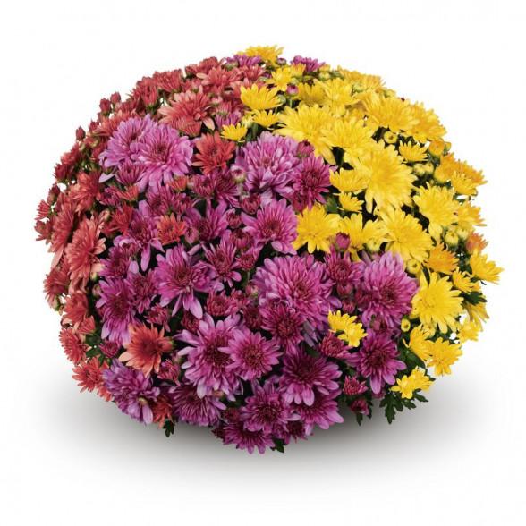 Mum Mix Fonti Mix Dark Pink White Yellow - View 6 from www redcrocus com