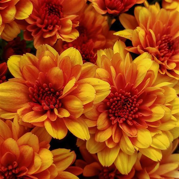 Mum Orange Fireglow Bronze - View 11 from www redcrocus com