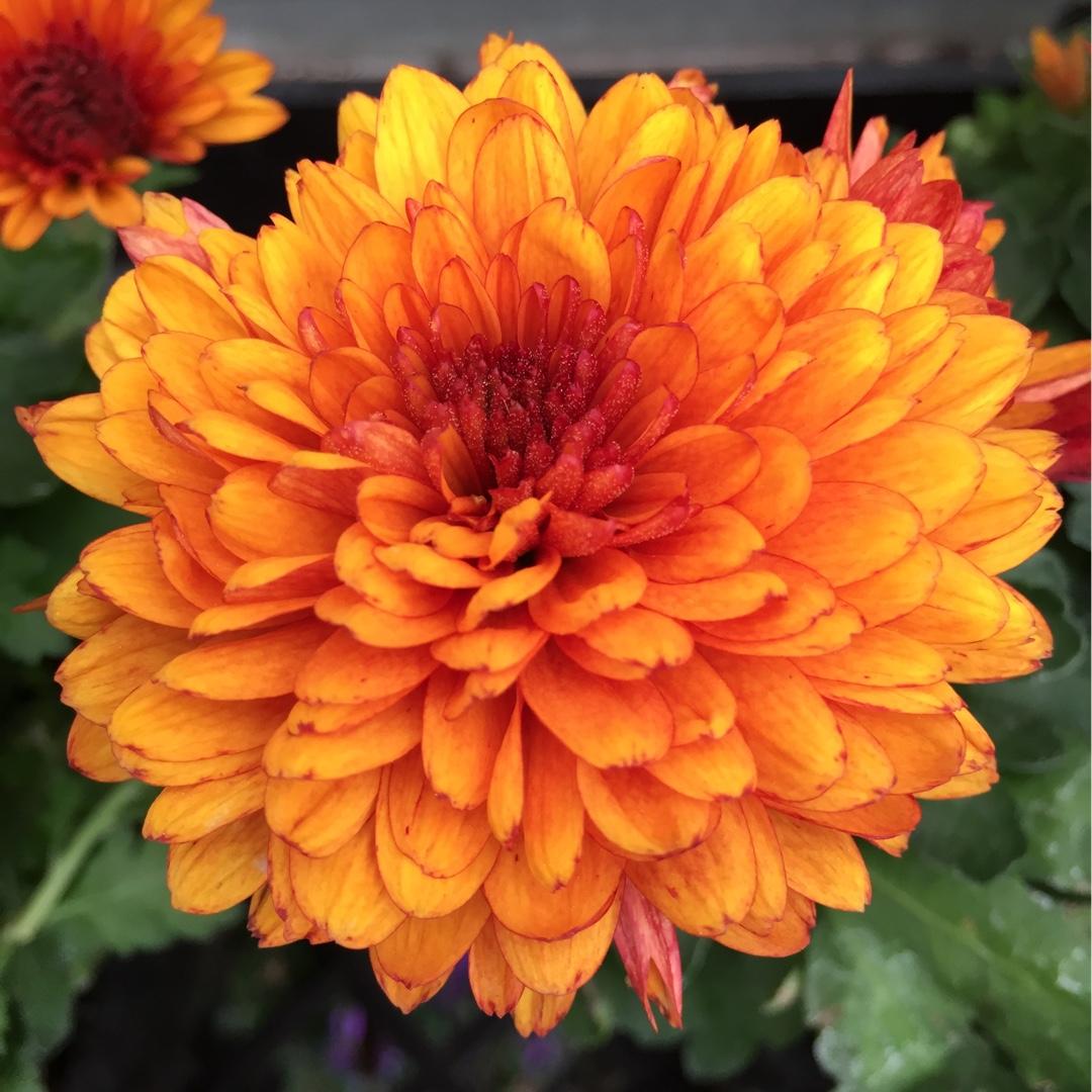 Mum Orange Fireglow Bronze - View 12 from www redcrocus com