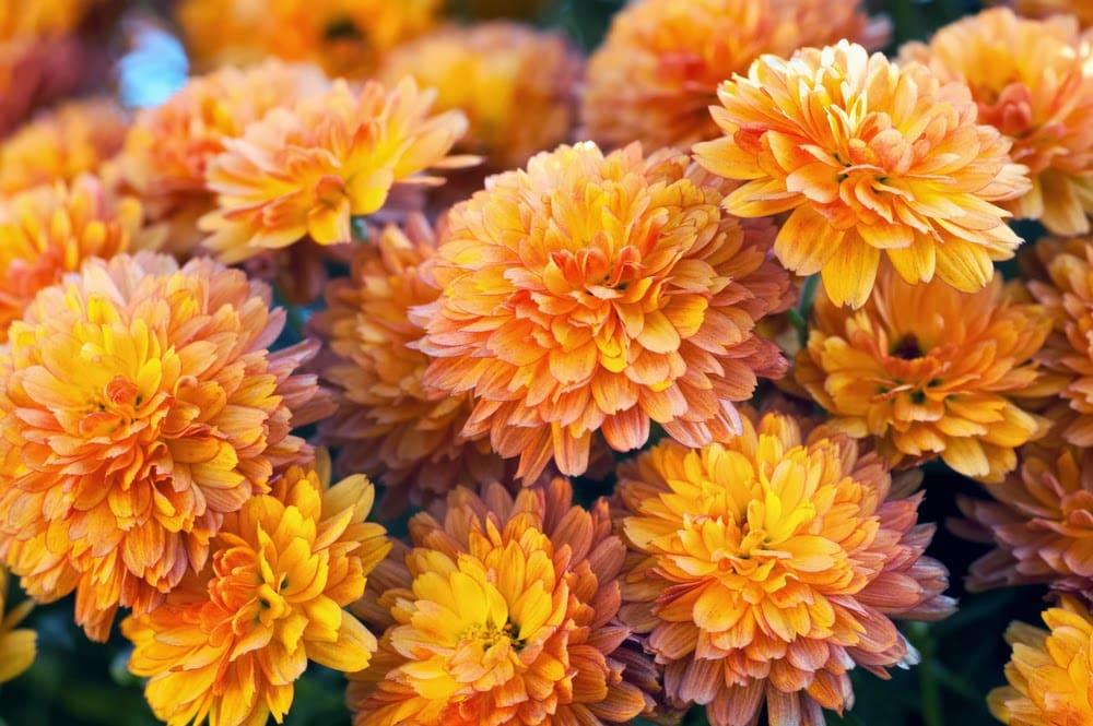 Mum Orange Fireglow Bronze - View 14 from www redcrocus com