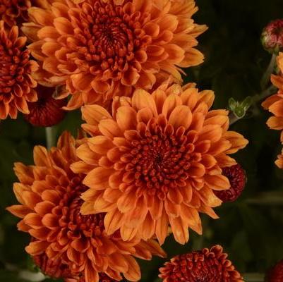 Mum Orange Fireglow Bronze - View 16 from www redcrocus com