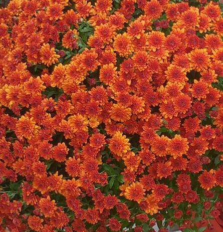 Mum Orange Fireglow Bronze - View 19 from www redcrocus com