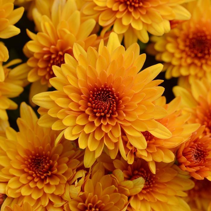 Mum Orange Fireglow Bronze - View 2 from www redcrocus com