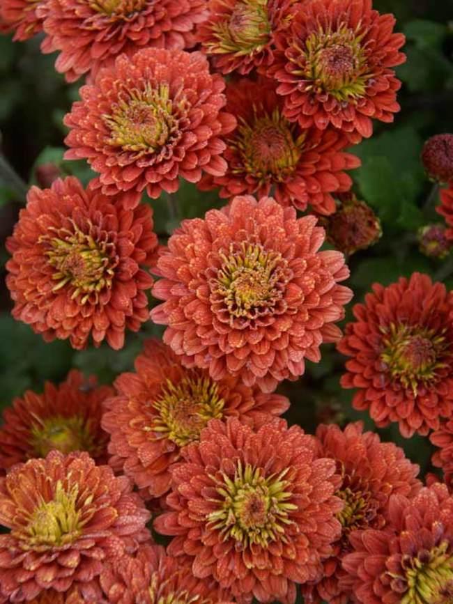 Mum Orange Fireglow Bronze - View 3 from www redcrocus com