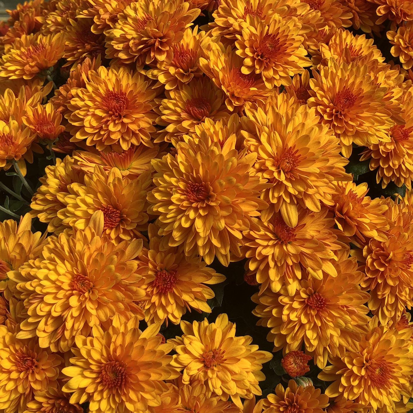 Mum Orange Fireglow Bronze - View 5 from www redcrocus com