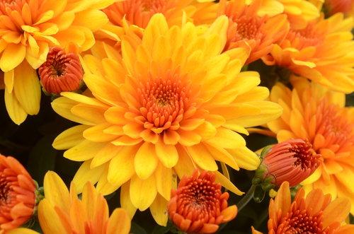 Mum Orange Fireglow Bronze - View 6 from www redcrocus com