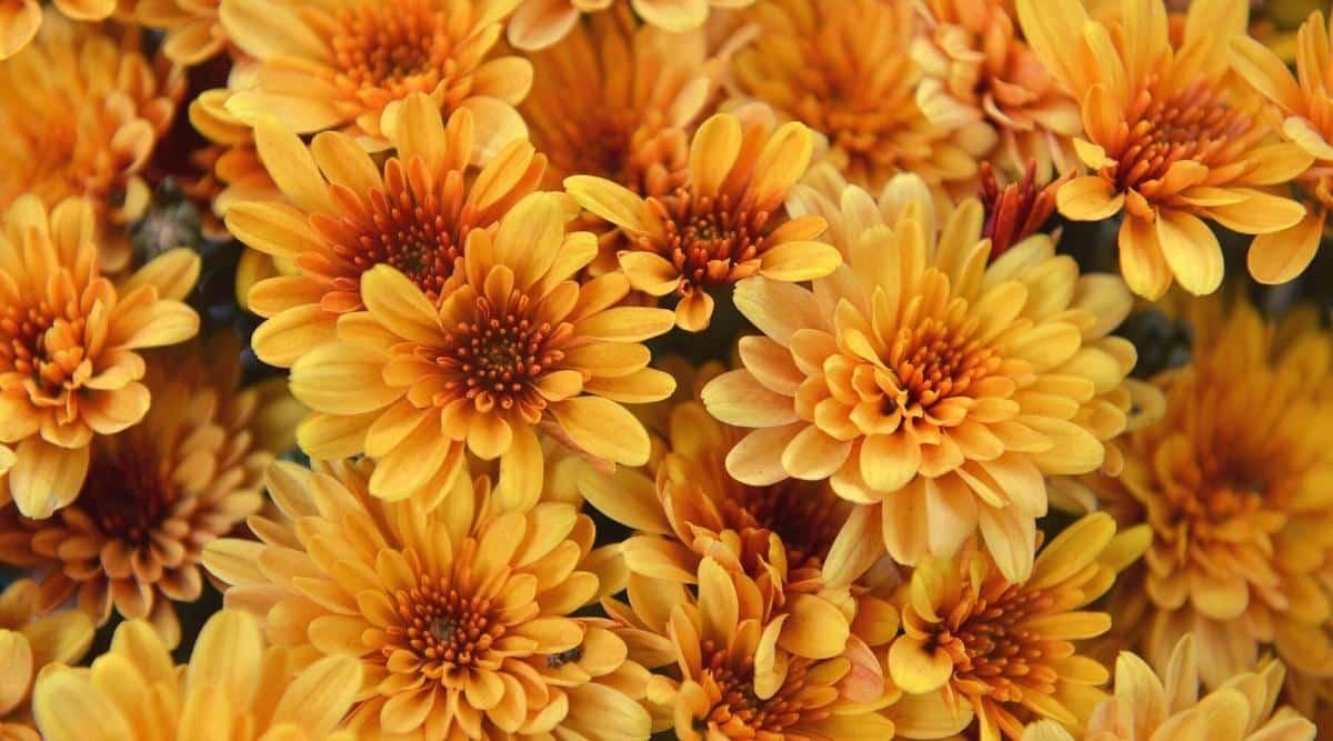 Mum Orange Fireglow Bronze - View 7 from www redcrocus com