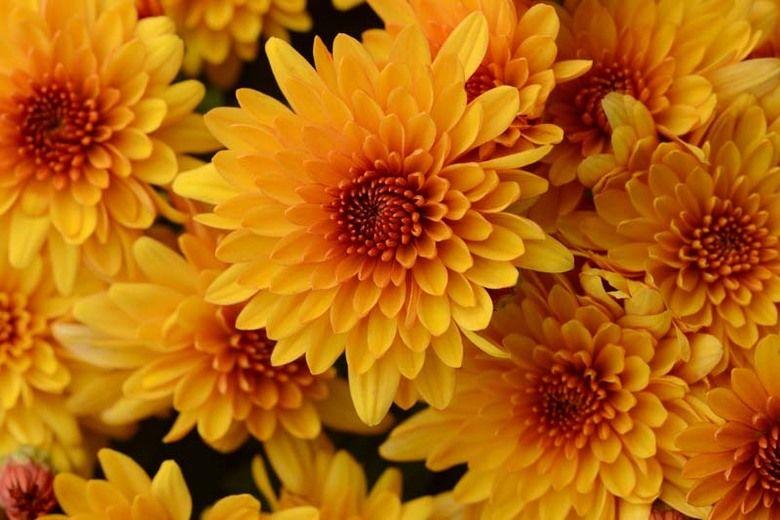 Mum Orange Fireglow Bronze - View 8 from www redcrocus com