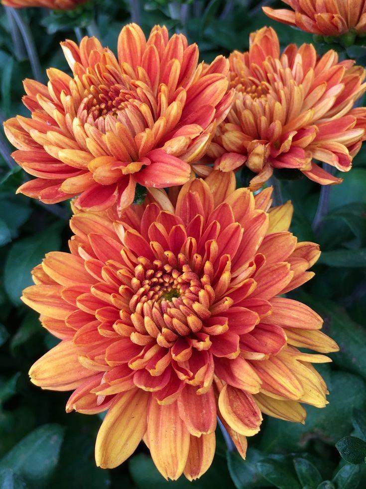 Mum Orange Fireglow Bronze - View 9 from www redcrocus com