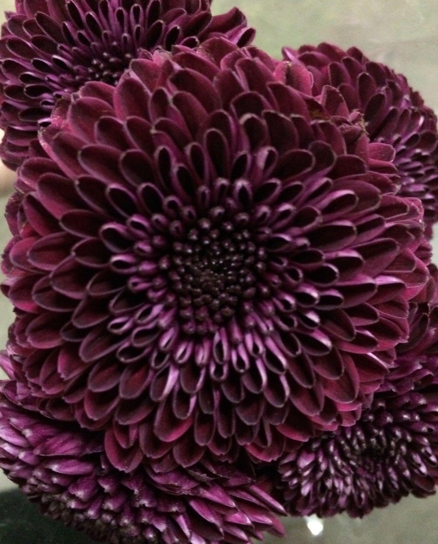 Mum Purple Koko Purple - View 12 from www redcrocus com
