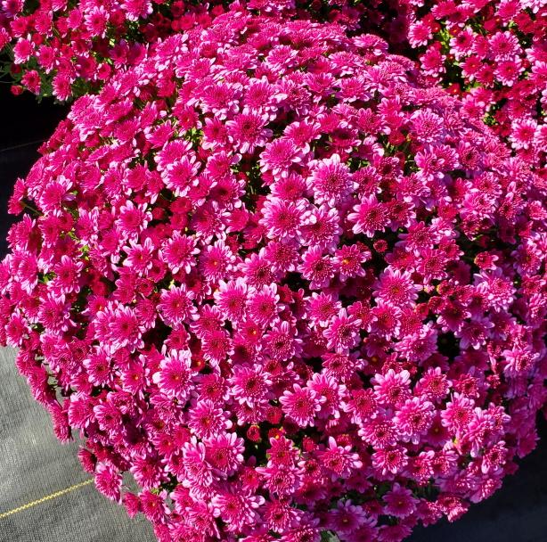 Mum Purple Koko Purple - View 2 from www redcrocus com