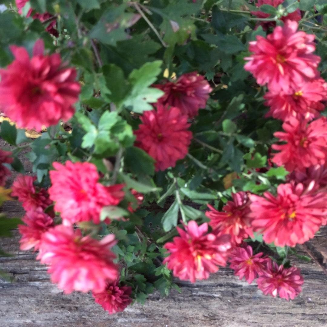 Mum Red Mila Red - View 3 from www redcrocus com
