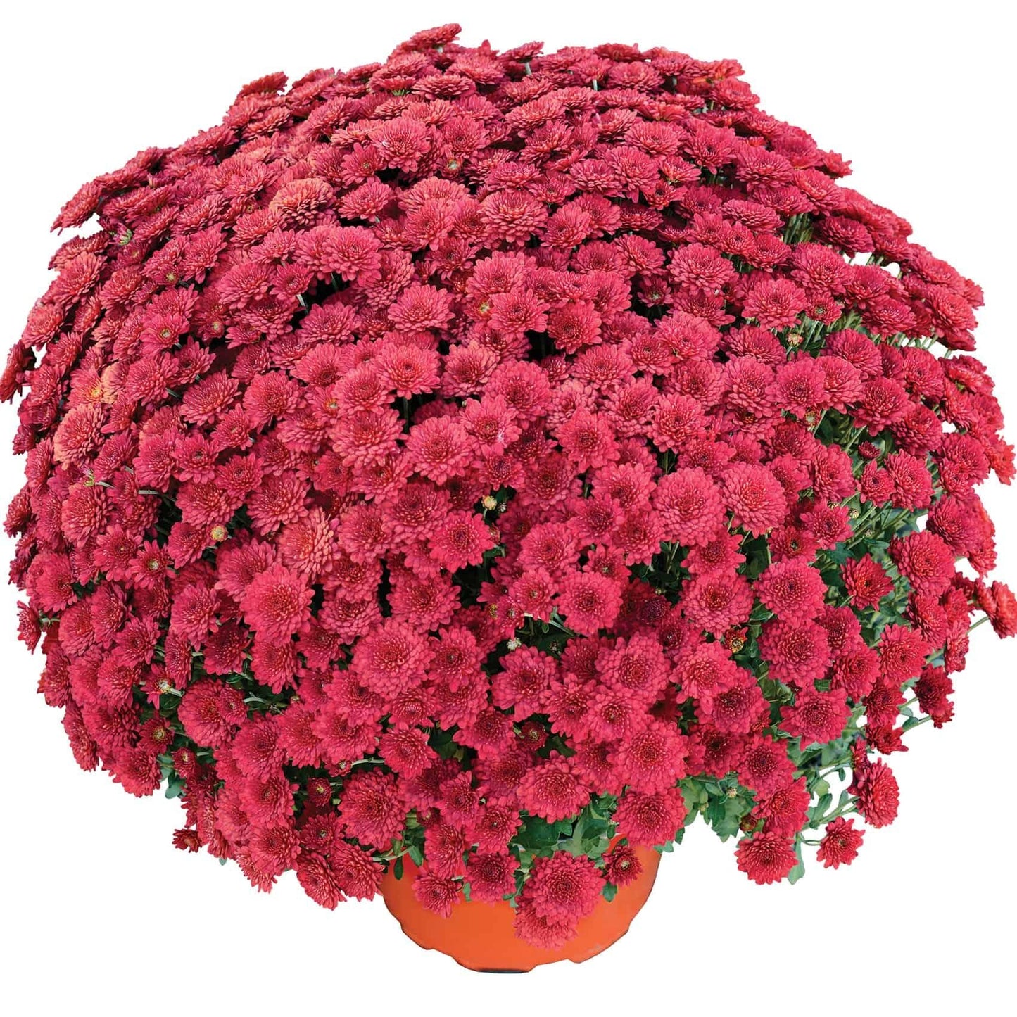 Mum Red Mila Red - View 9 from www redcrocus com