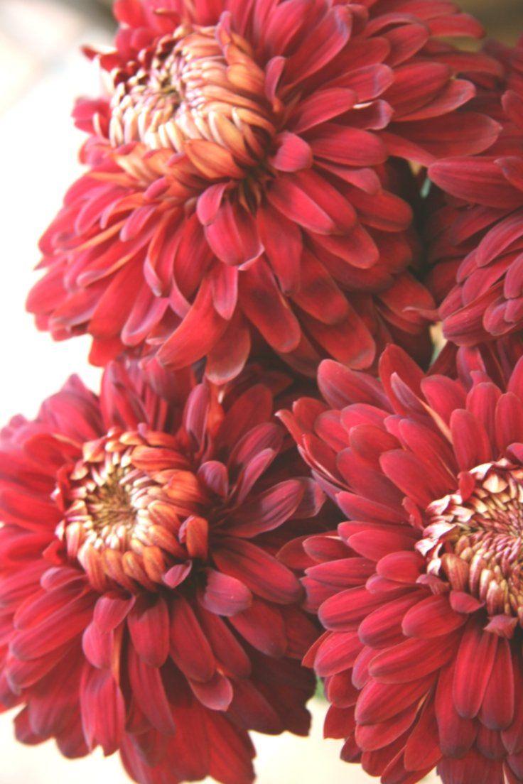 Mum Red Roaring Red - View 10 from www redcrocus com