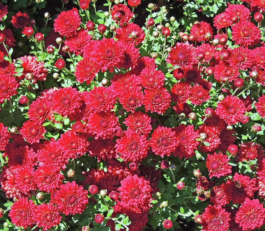 Mum Red Roaring Red - View 11 from www redcrocus com