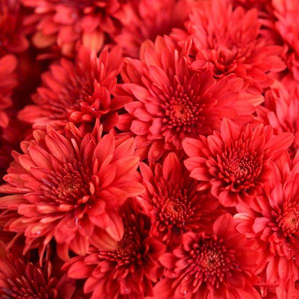 Mum Red Roaring Red - View 13 from www redcrocus com
