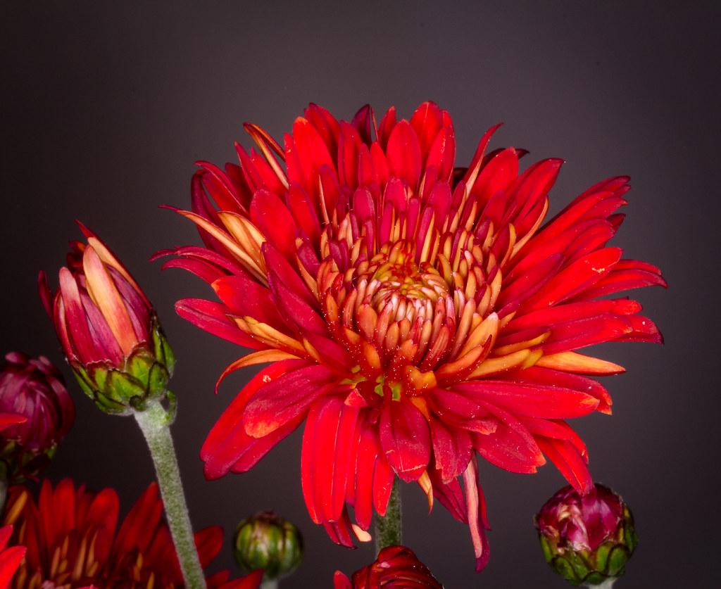 Mum Red Roaring Red - View 14 from www redcrocus com