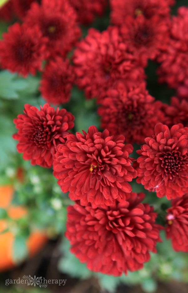 Mum Red Roaring Red - View 6 from www redcrocus com