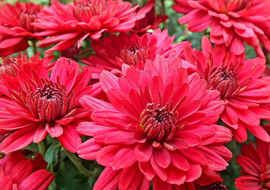Mum Red Roaring Red - View 8 from www redcrocus com
