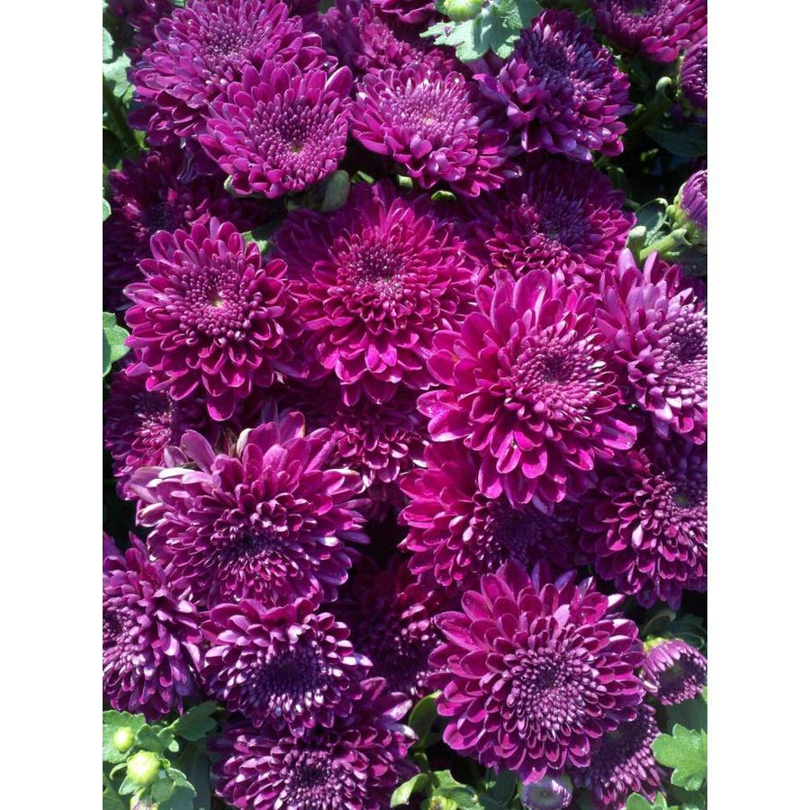 Mum Purple Zaza Purple - View 5 from www redcrocus com