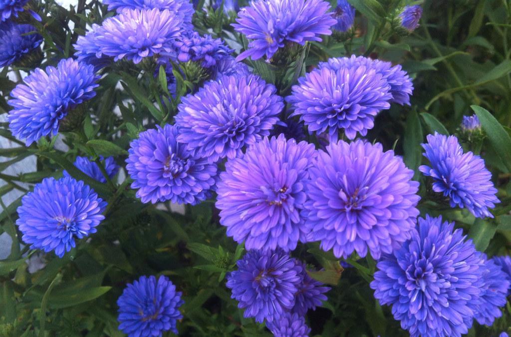 Mum Purple Zaza Purple - View 7 from www redcrocus com
