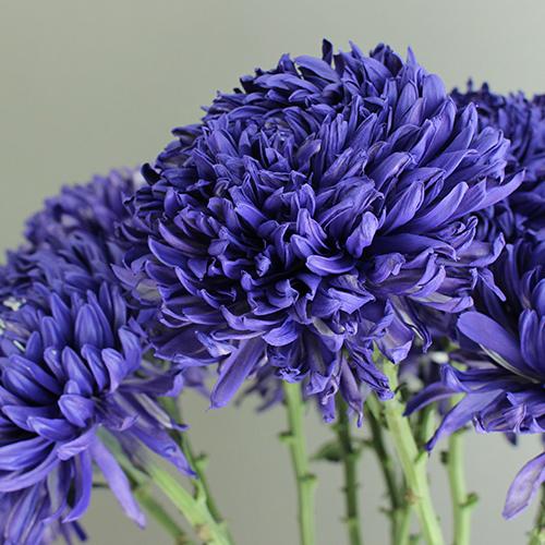 Mum Purple Paintbox Purple - View 15 from www redcrocus com