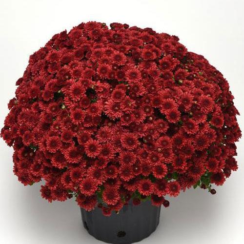 Mum Red Como Red - View 6 from www redcrocus com