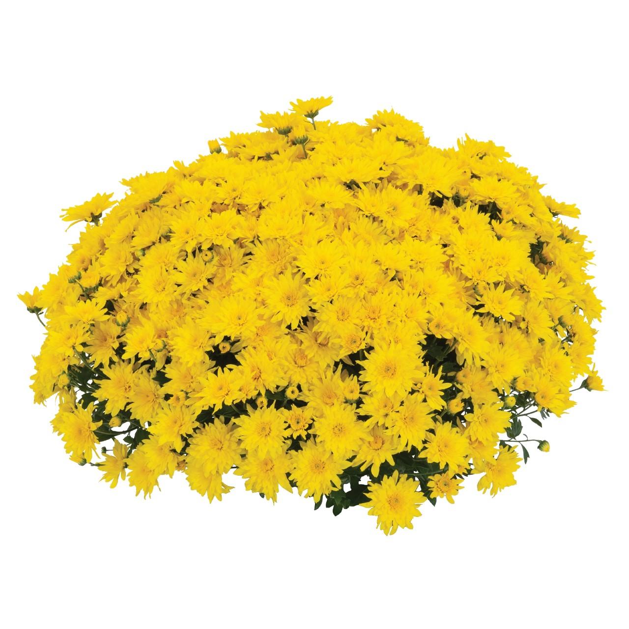 Mum Yellow Sizzling Fire Yellow - View 10 from www redcrocus com